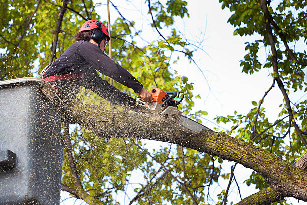 The Steps Involved in Our Tree Care Process in Biltmore Forest, NC